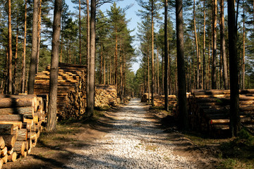 Deforestation - wood logs in daylight