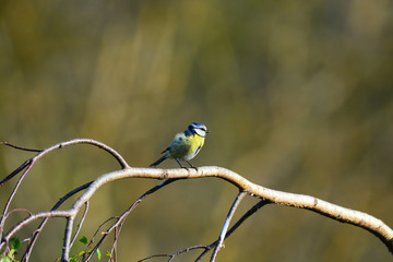 Mésange