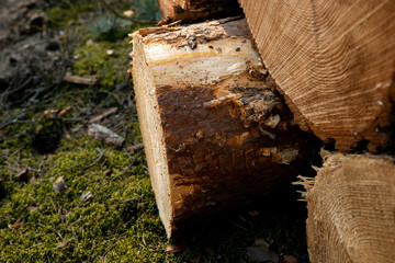 Deforestation - wood logs in daylight