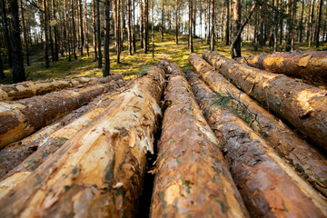 Deforestation - wood logs in daylight