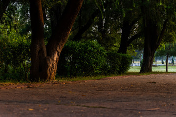 low angle photography of beautiful trees and waking road in a park under the sunlight. morning and sunrise concept