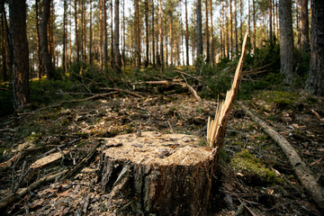 Deforestation - wood logs in daylight