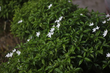 white flowers in the garden