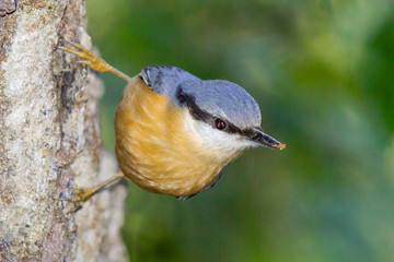 Trepador azul (Sitta europaea), ave de color naranja y espalda azul agarrado al tronco.