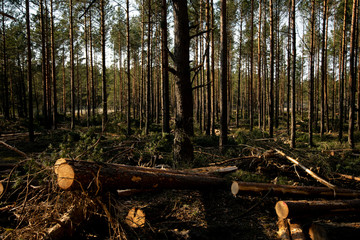 Fototapeta na wymiar Deforestation - wood logs in daylight