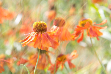 orange Sonnenbraut (Helenium) in künstlerischer Anmutung