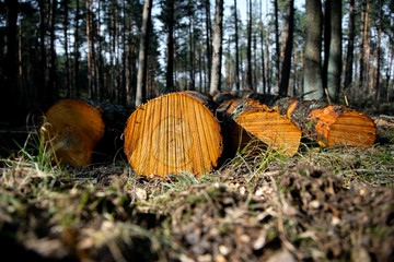 Deforestation - wood logs in daylight