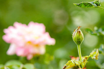 Fototapeta premium macro close up of beautiful bud rose in front of pink rose and blurry green background. fresh concept