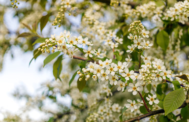 White flowers of bird cherry tree in spring