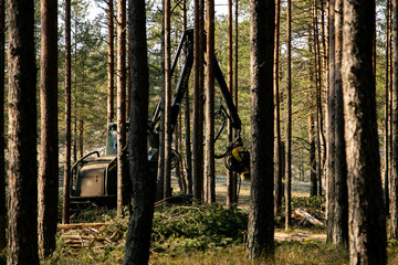 Deforestation - wood logs in daylight