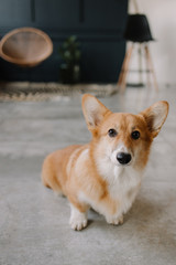 Corgi breed dog sits on the floor in the room and looks. dog life. dog friend of man. eared dog. happiness to have a dog