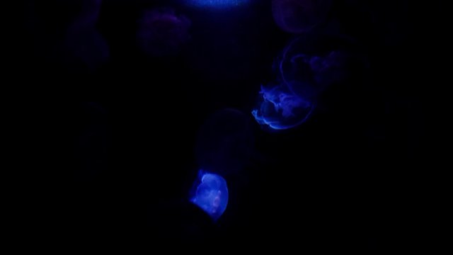 Beautiful underwater Jellyfish at night. 4k.