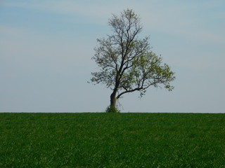 lonely tree in the field