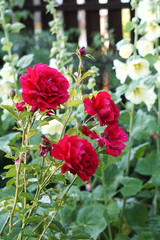 scarlet shrub rose in the garden