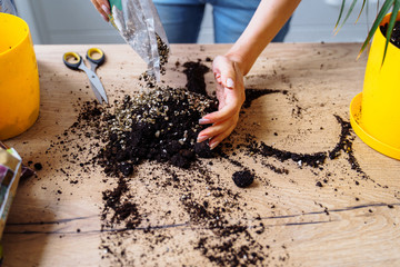 Close-up of the hands of a girl who is replanting her indoor flowers in the kitchen. Pouring...