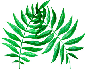 Leaves, herbs, branches watercolor. Green plants. Greenery foliage. Botanical, tropical leaves painted on white paper. Nature design elements. Isolated on white background.