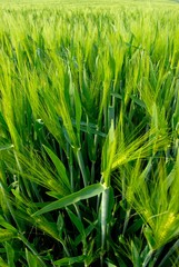 Champ d'escourgeon stade épiaison