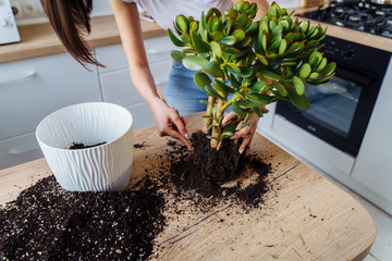 Close-up of the hands of a girl who is replanting her indoor flowers in the kitchen. Pouring...