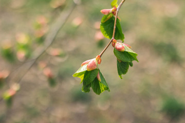 close up of green leaves on a branch on green background