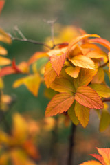 red autumn leaves on a branch on a green background