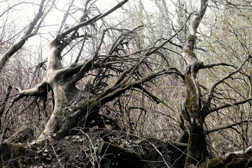 Wind fallen tree have lift it&rsquo;s roots up.