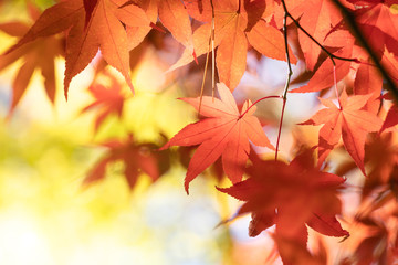 Fototapeta na wymiar 紅葉の葉、黄色く色づいたモミジを背景に真っ赤に染まる