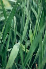 green grass in the morning in spring