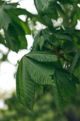 Fototapeta na wymiar green leaves on a branch on the street in spring