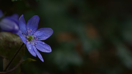 Blue hepatica or liverleaf in the evening isolated on dark green background, Hepatica nobilis