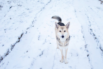 Mixed breed dog outside in winter meadow
