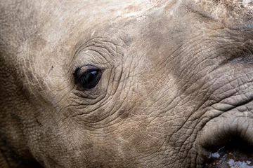 Fototapeten Nashorn Close up of a rhino face, showing the skin and eye in detail.  © Gareth