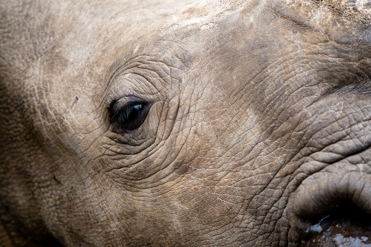 Close up of a rhino face, showing the skin and eye in detail.