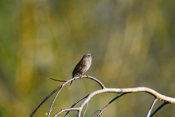 moineau