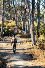 Obraz premium paths and forest elba island