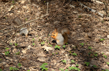 Squirrels on a Sunny spring day