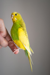 Portrait of a budgerigar parakeet in profile sitting, perched on a finger.