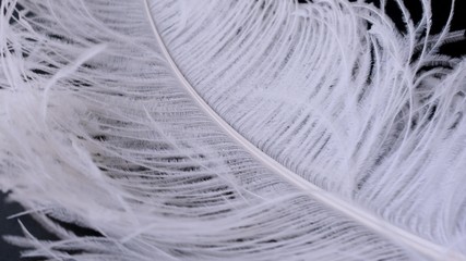Light, delicate ostrich feather, swaying in the wind. White feather close-up