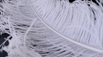 Light, delicate ostrich feather, swaying in the wind. White feather close-up