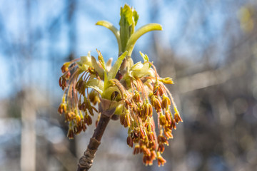Spring, buds of trees, plants bloom. Macro, close-up. Young green shoots
