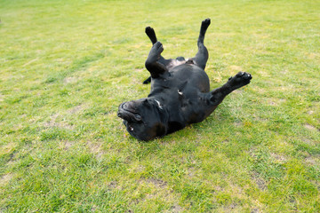 Staffordshire Bull Terrier dog lying on his back on grass with his feet in the air half way through...