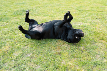 Staffordshire Bull Terrier dog lying on his back on grass with his feet in the air half way through...