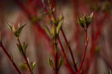 The first leaves on a сornus bush with red branches