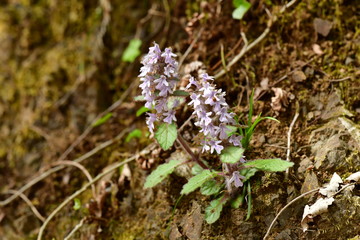 ジュウニヒトエ