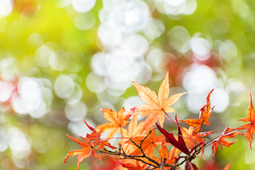 紅葉の葉、緑を背景に色づき始める