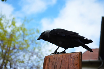 a crow stands on the tree