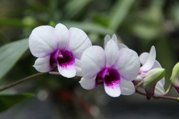 White orchid flowers on branch and blur background.Center of flower is violet color.