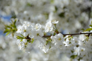 Fototapeta premium A branch of a blossoming cherry close-up on a background of a blossoming tree