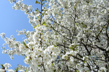 Flowering cherry tree on a clear day