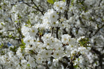 Large blooming white flowers cherry tree in spring