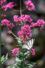 Iphiclides feisthamelii a beautiful butterfly